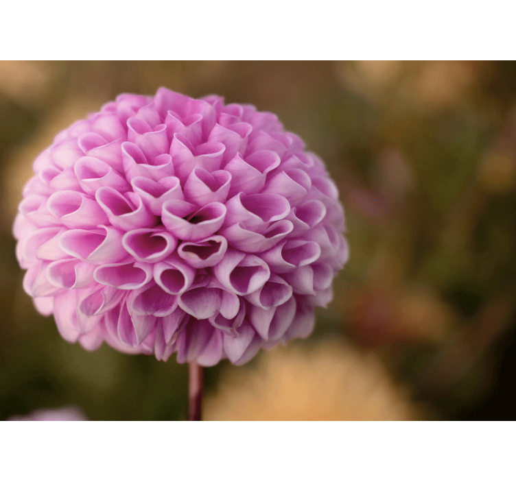 Fotomurale fiori sfera floreale rosa - TenStickers