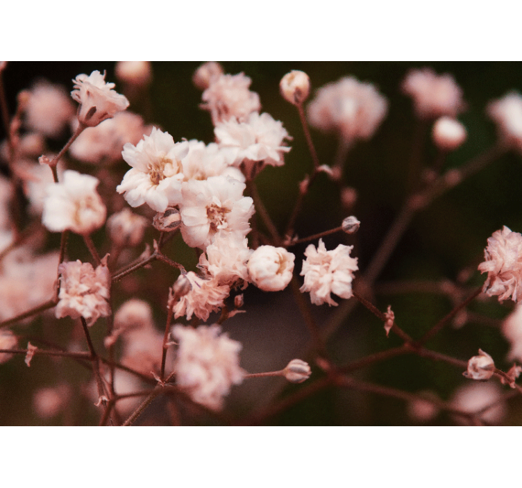 Fotomurale fiori fiori che sbocciano delicati - TenStickers