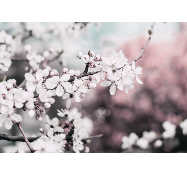 Fotomurale fiori ramo in fiore di sakura - TenStickers