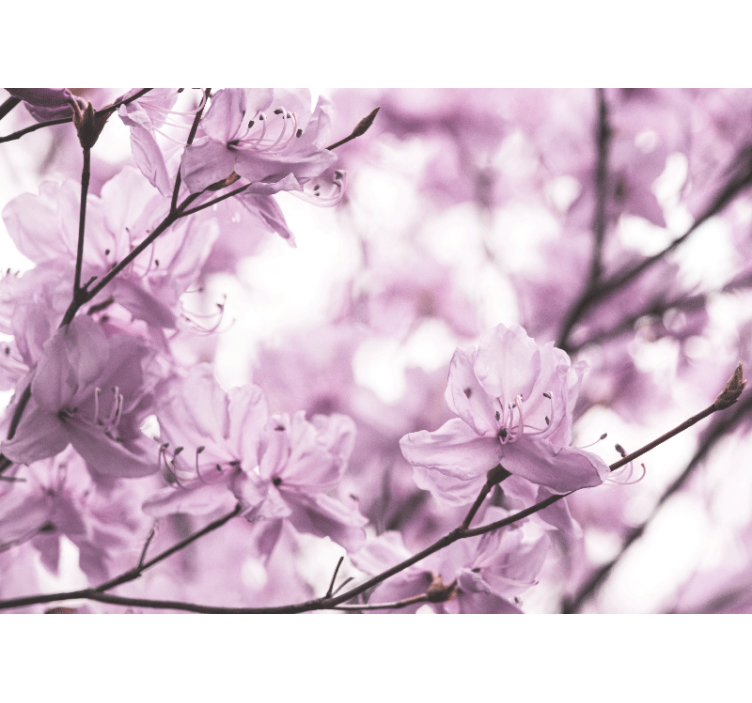 Fotomurale fiori fiori rosa delicati - TenStickers