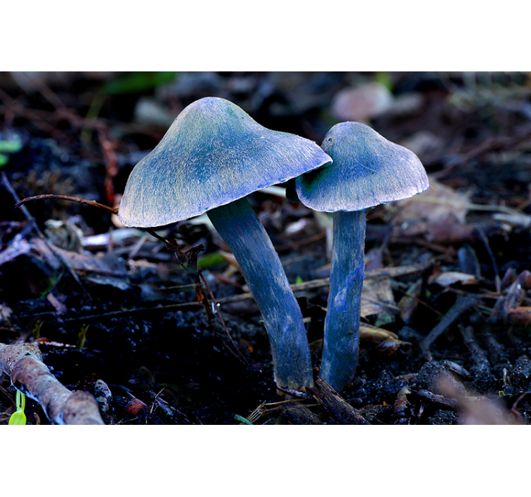 Fotomurali natura forme di funghi uniche - TenStickers
