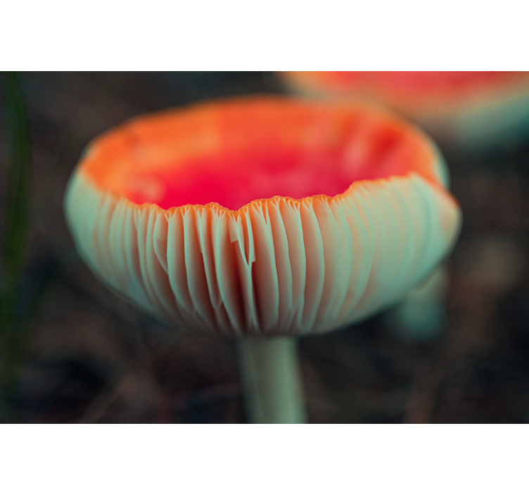 Fotomurale papaveri fioritura elegante di papaveri - TenStickers