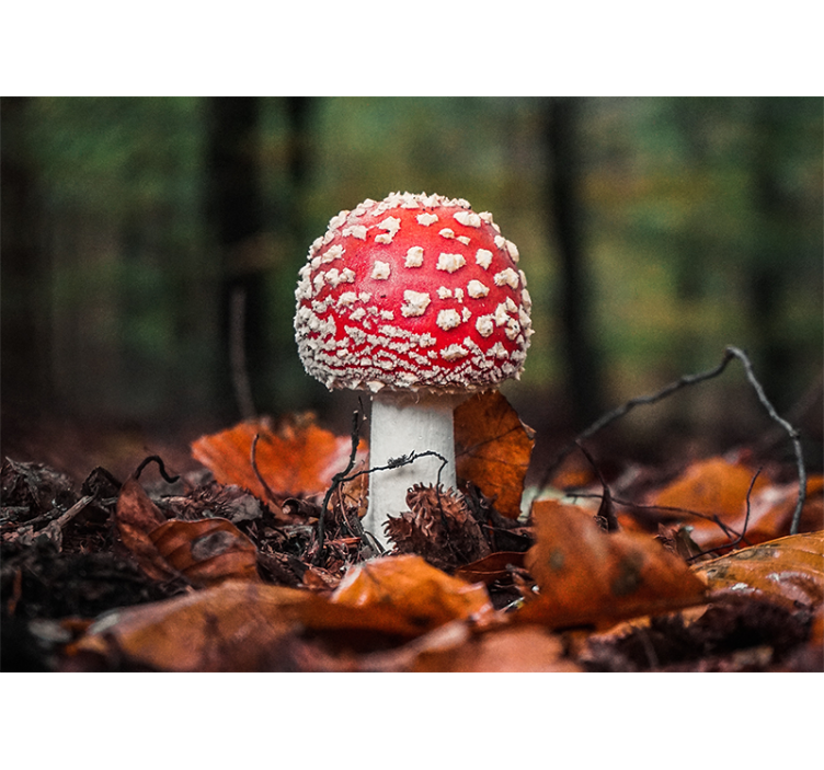 Fotomurali natura funghi toadstool rossi - TenStickers