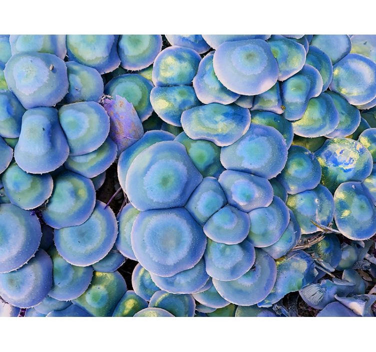 Fotomurali natura succulente colorate in primo piano - TenStickers