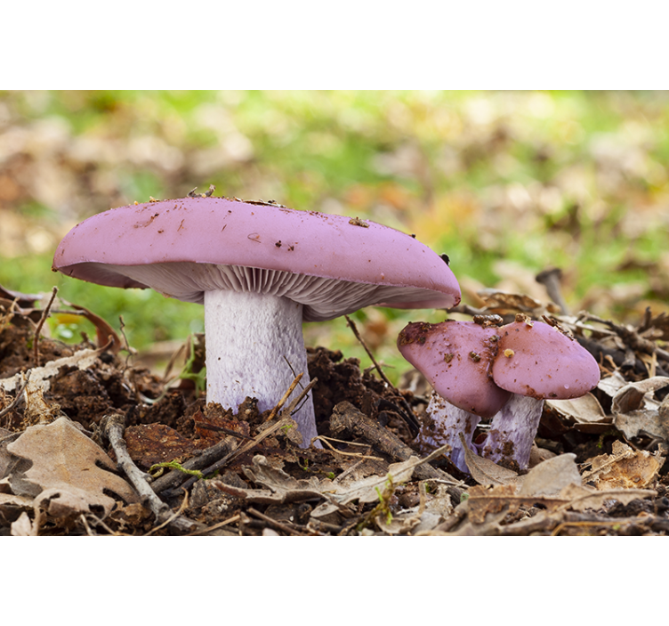 Fotomurali fiori diversi gruppo di funghi rosa - TenStickers