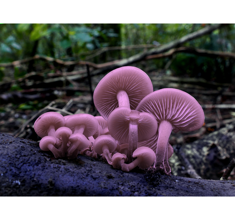 Fotomurale fiori gruppi di funghi rosa - TenStickers