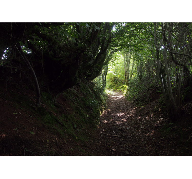 Fotomurale foresta sentiero nel bosco - TenStickers