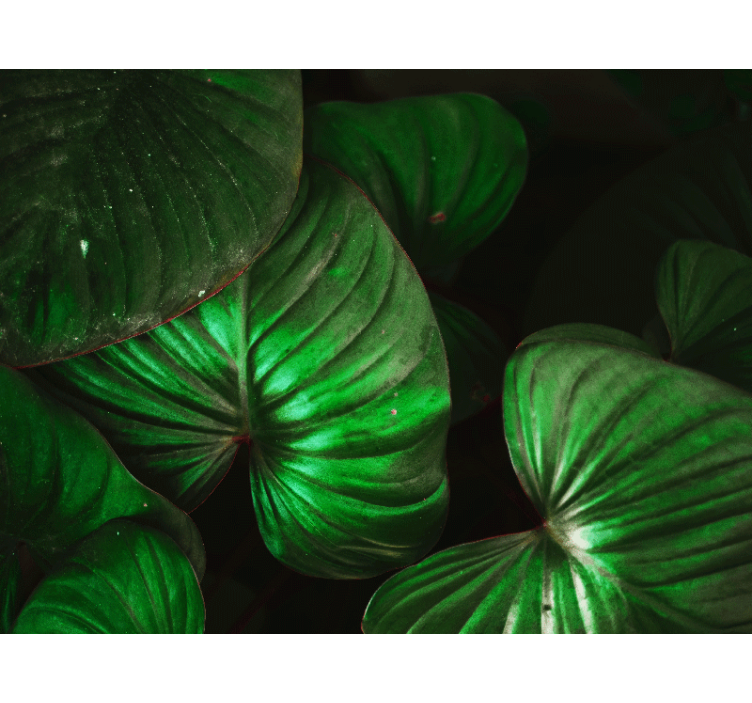 Fotomurali natura foglie verdi vivaci - TenStickers