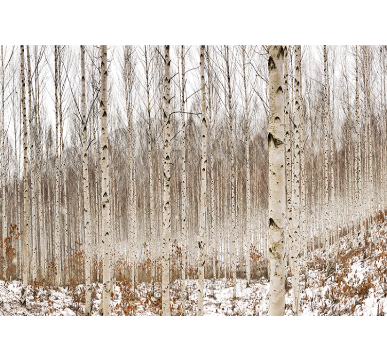 Fotomurale foresta bosco di betulle innevato - TenStickers