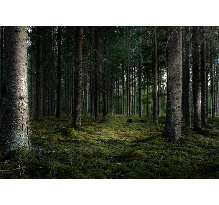 Fotomurale foresta paesaggio sereno - TenStickers