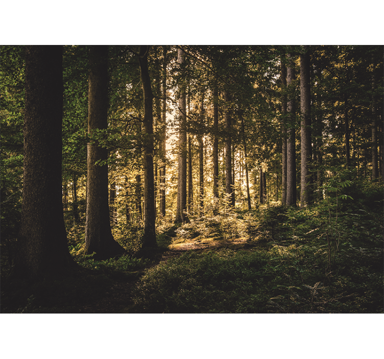 Carta da parati foresta sentiero luminoso nella foresta - TenStickers