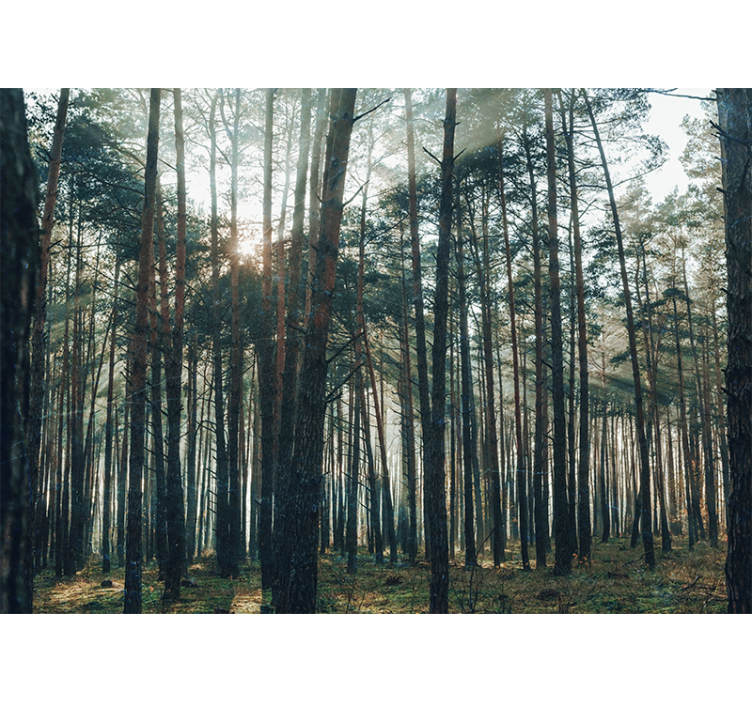 Fotomurale foresta boschetto di pini sereno - TenStickers