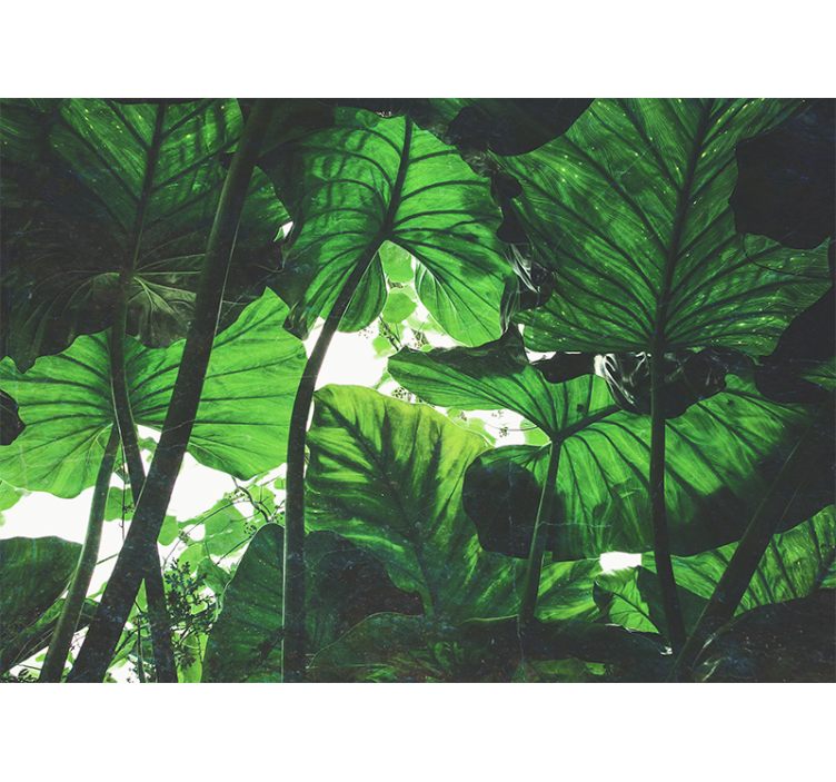 Fotomurali natura cappa di foglie lussureggianti - TenStickers