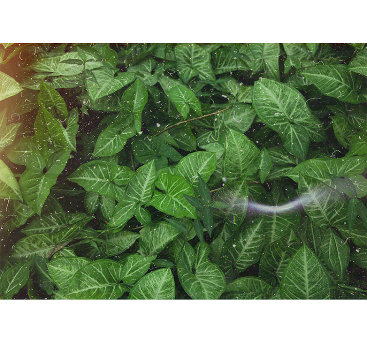 Fotomurali natura composizione di foglie vivaci - TenStickers