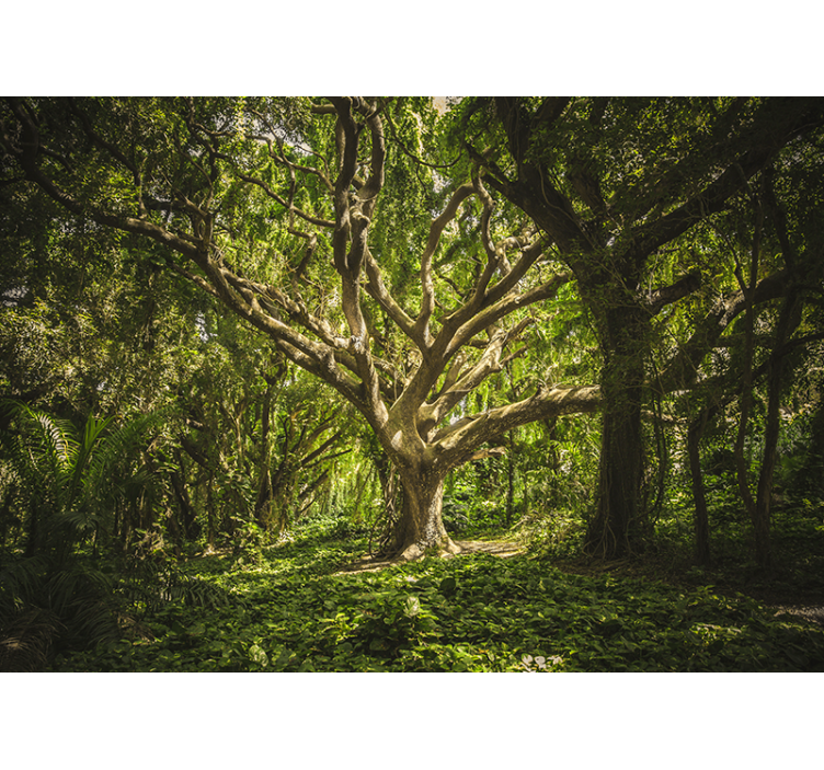 Fotomurale foresta chioma degli alberi maestosa - TenStickers