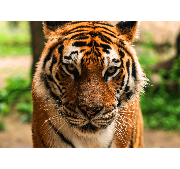 Fotomurale animali immagine di tigre regale - TenStickers