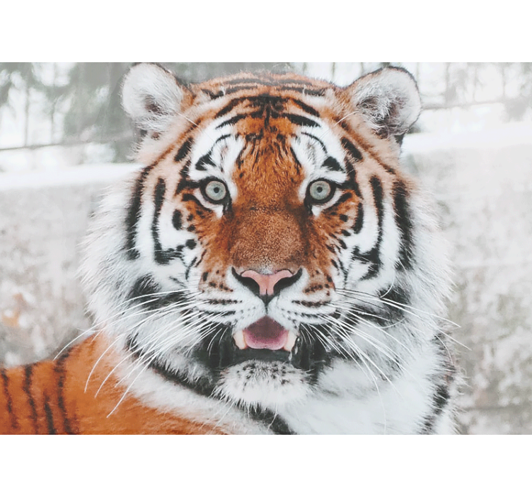 Fotomurale animali rappresentazione della tigre reale - TenStickers