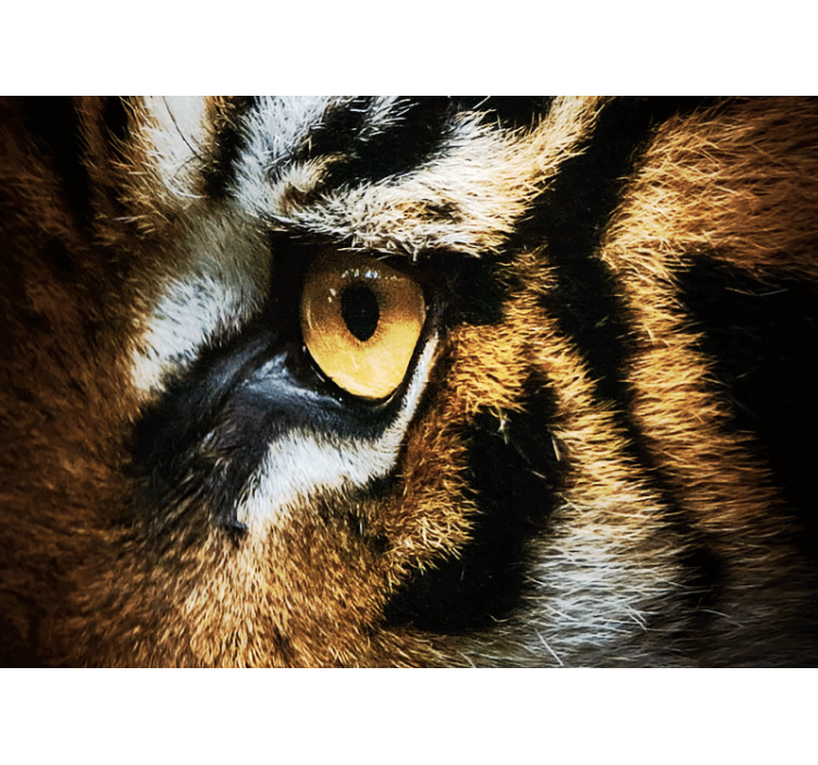 Fotomurale animali sguardo intenso della tigre - TenStickers