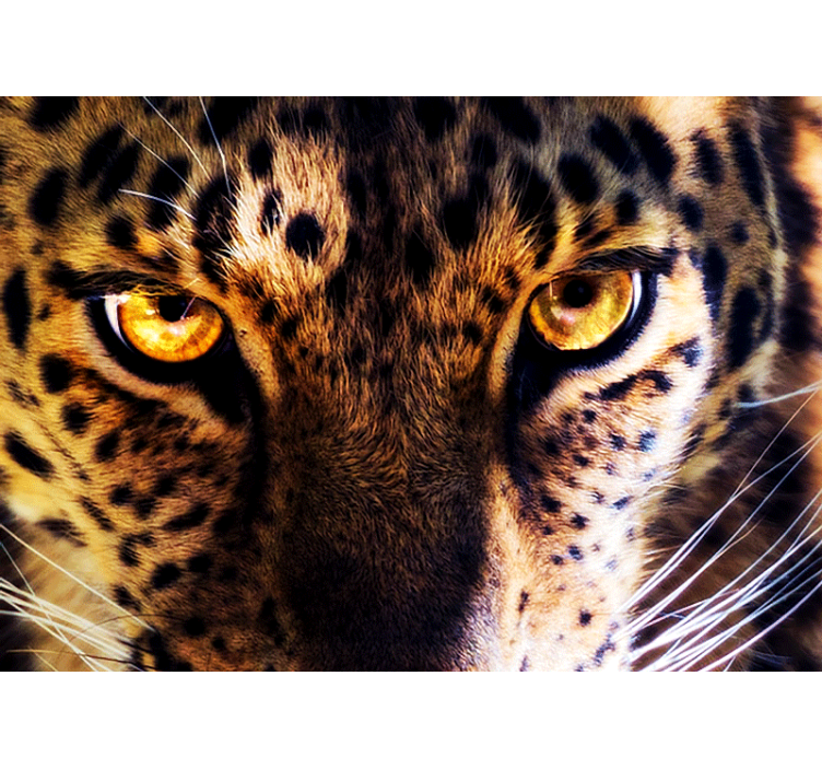 Fotomurali leone sguardo regale del leopardo - TenStickers