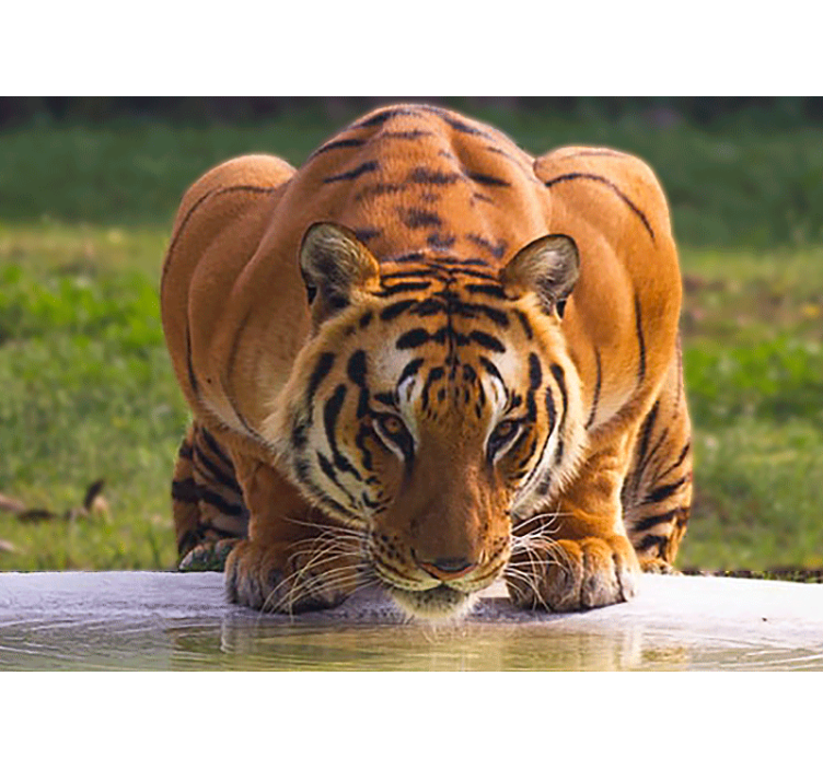 Fotomurale animali posizione del tigre reale - TenStickers