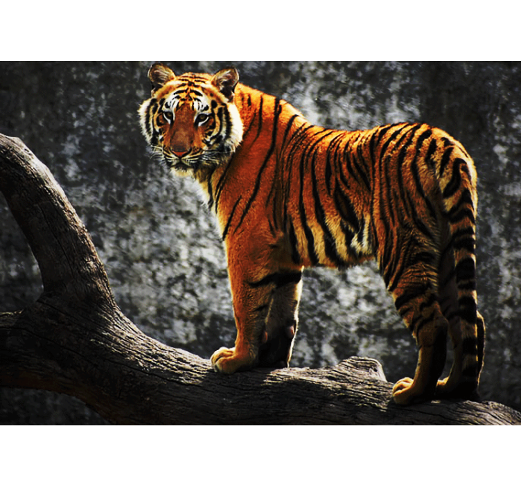 Fotomurale animali posizione del tigre regale - TenStickers