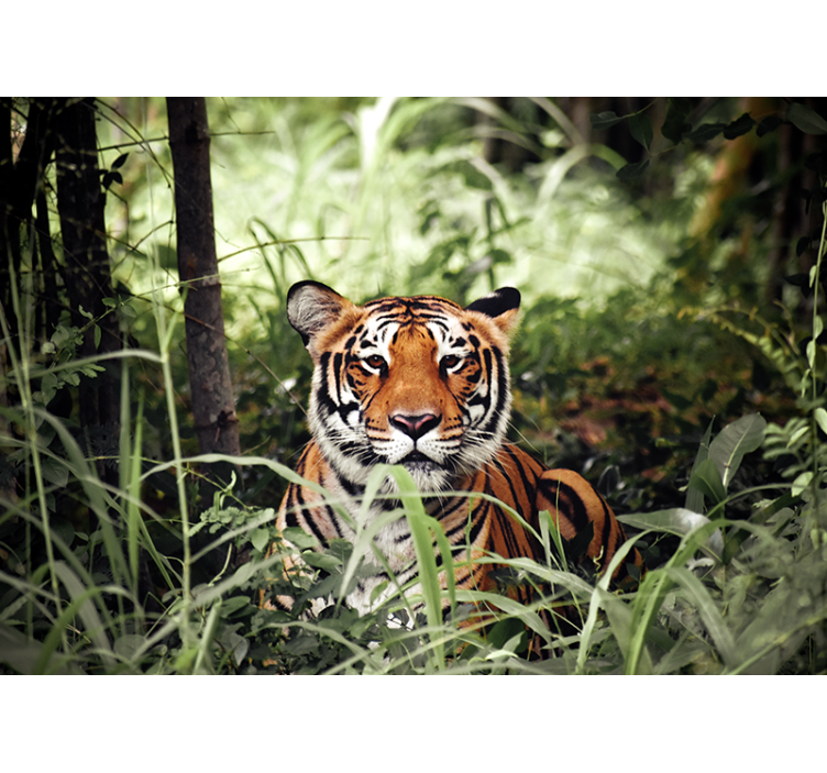Fotomurale animali esperienza della tigre reale - TenStickers