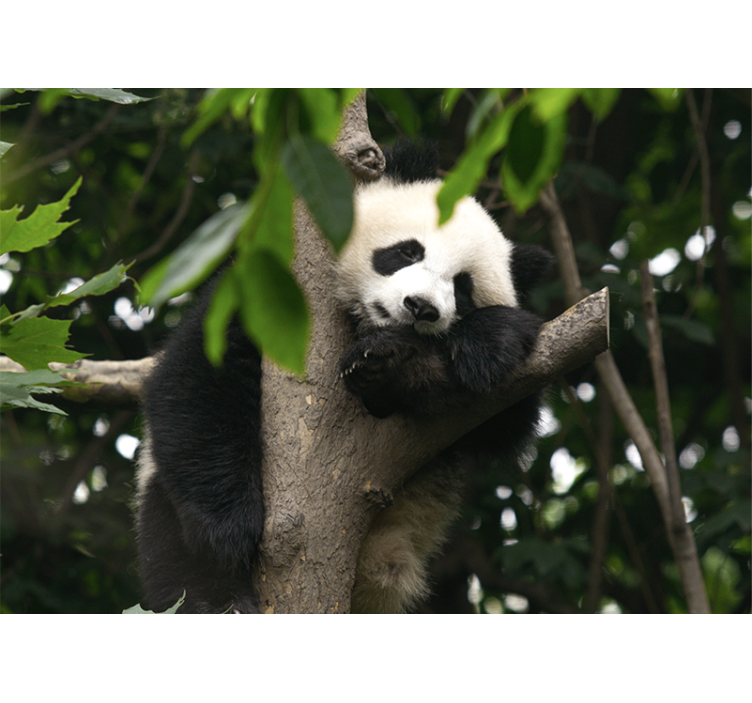 Fotomurale animali panda che riposa sull'albero - TenStickers