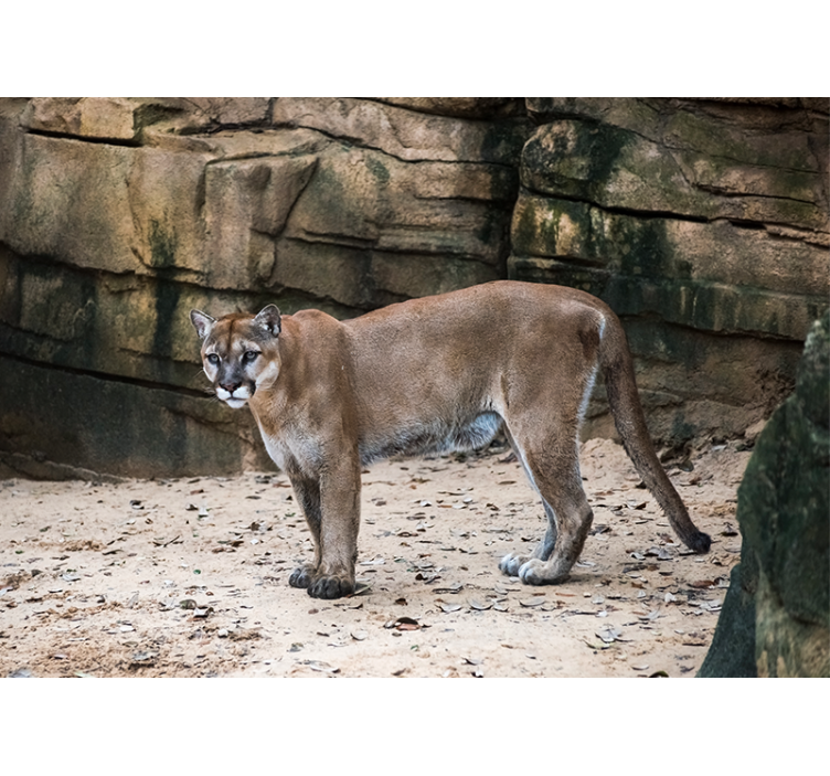 Fotomurale animali cougar nel suo habitat - TenStickers
