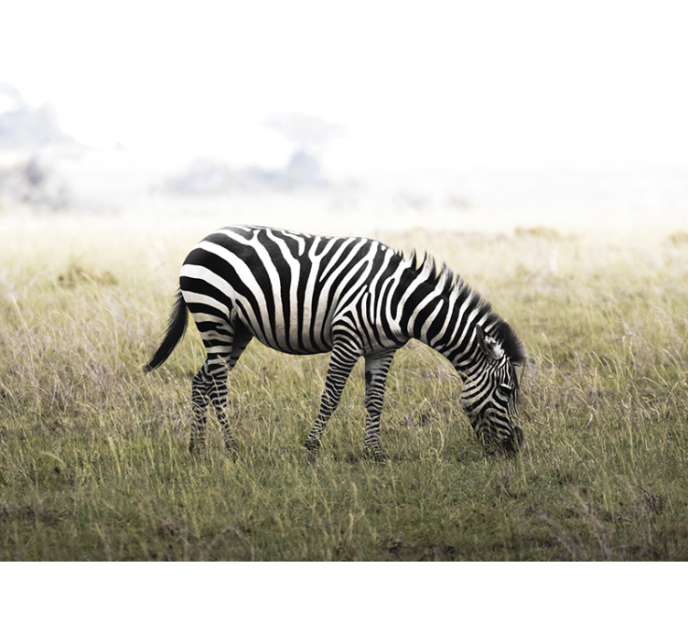 Fotomurale animali zebra che pascola serena - TenStickers
