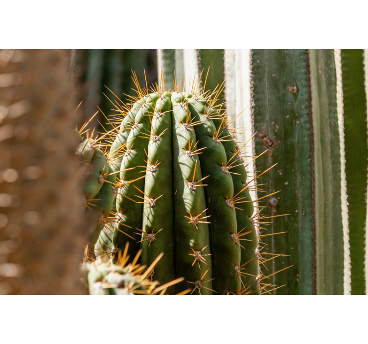 Fotomurale deserto cactus da vicino - TenStickers