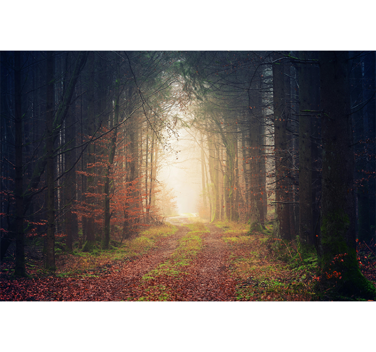Fotomurale foresta strada autunnale - TenStickers