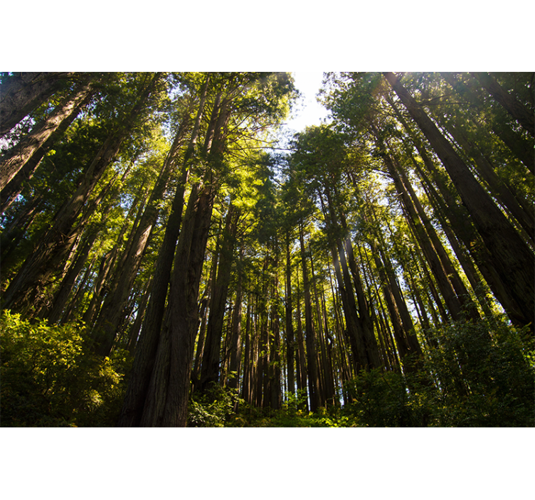 Fotomurale foresta alberi alti - TenStickers