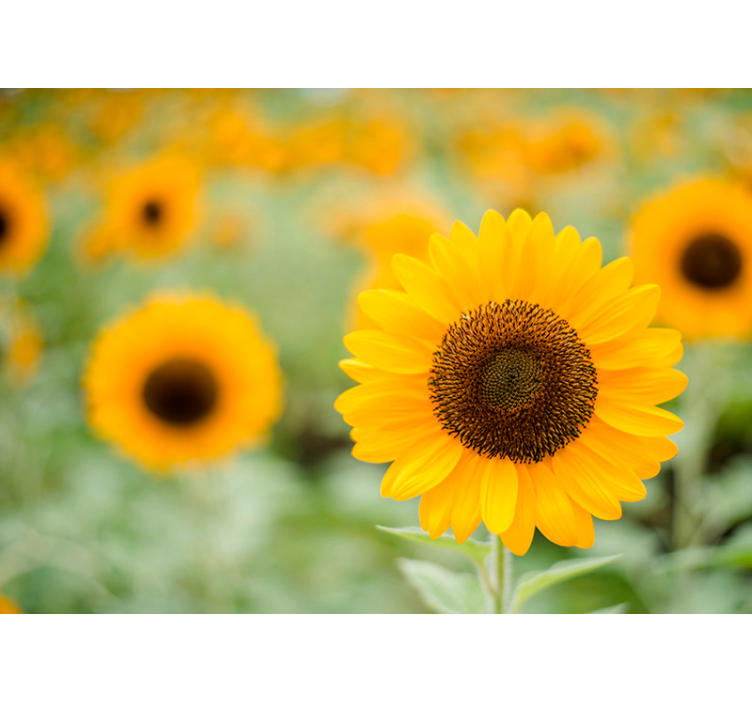 Fotomurale fiori punto focale del girasole - TenStickers