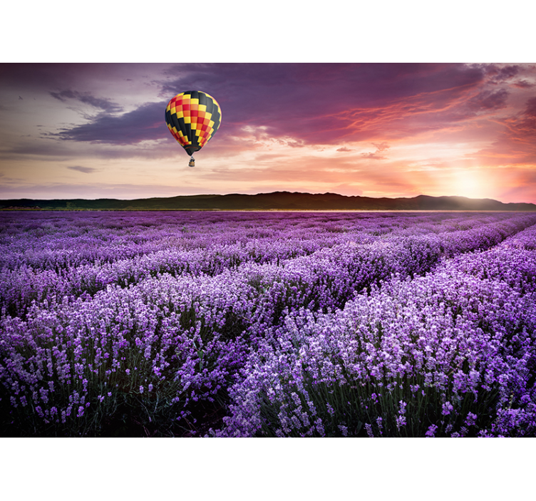 Fotomurale fiori tranquillità del campo di lavanda - TenStickers