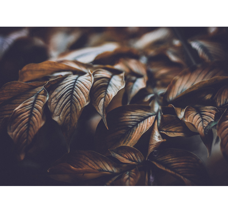 Fotomurali fiori diversi primo piano delle foglie autunnali - TenStickers