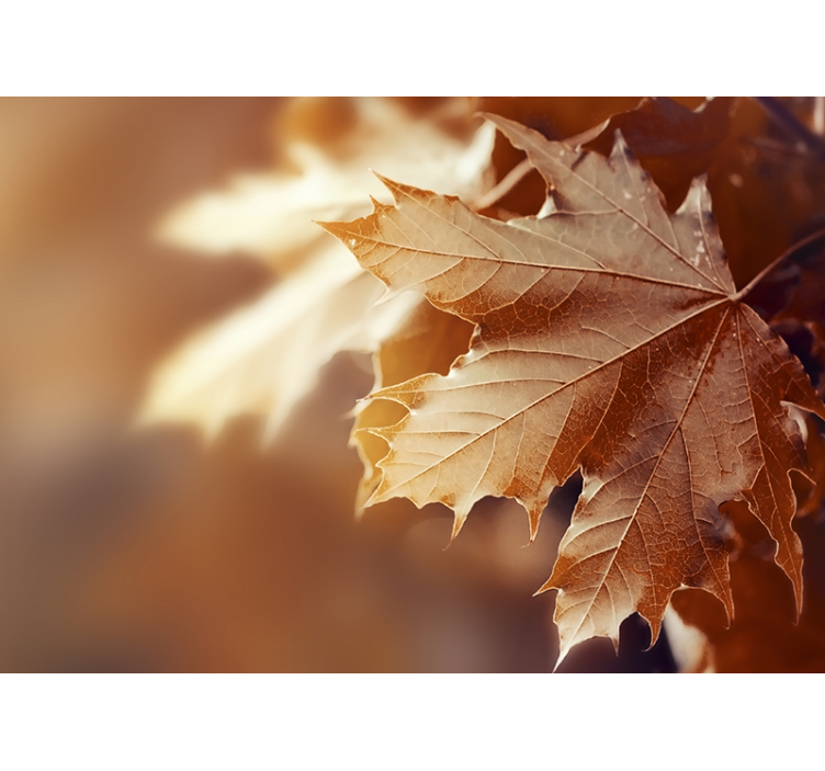 Fotomurale fiori foglia d’acero in primo piano - TenStickers