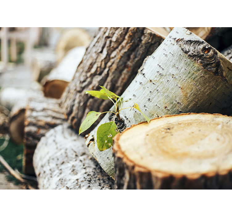 Fotomurale foresta disposizione di tronchi - TenStickers