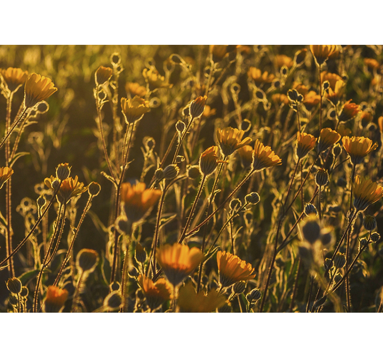 Fotomurale fiori flora dorata in fiore - TenStickers