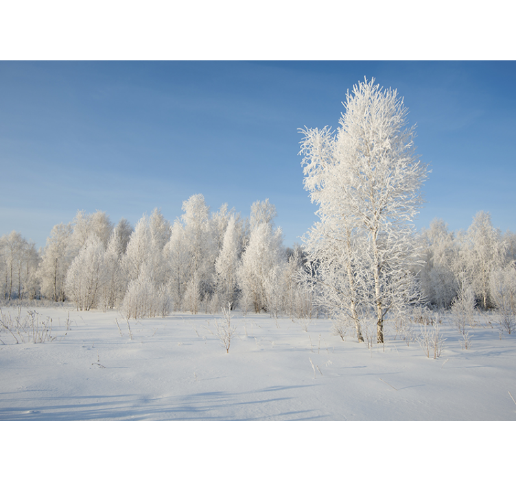 Fotomurale paesaggi alberi coperti di neve - TenStickers