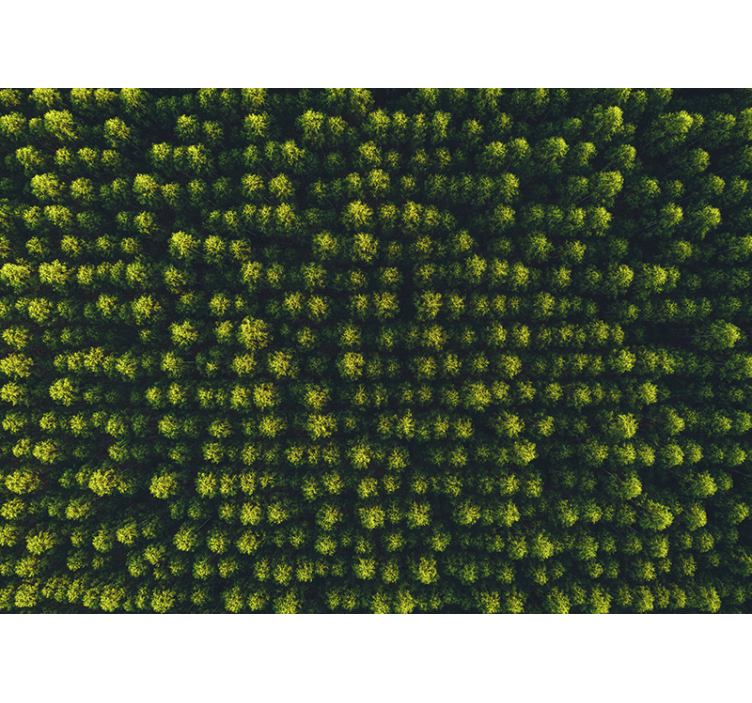 Fotomurali natura fogliame verdeggiante - TenStickers