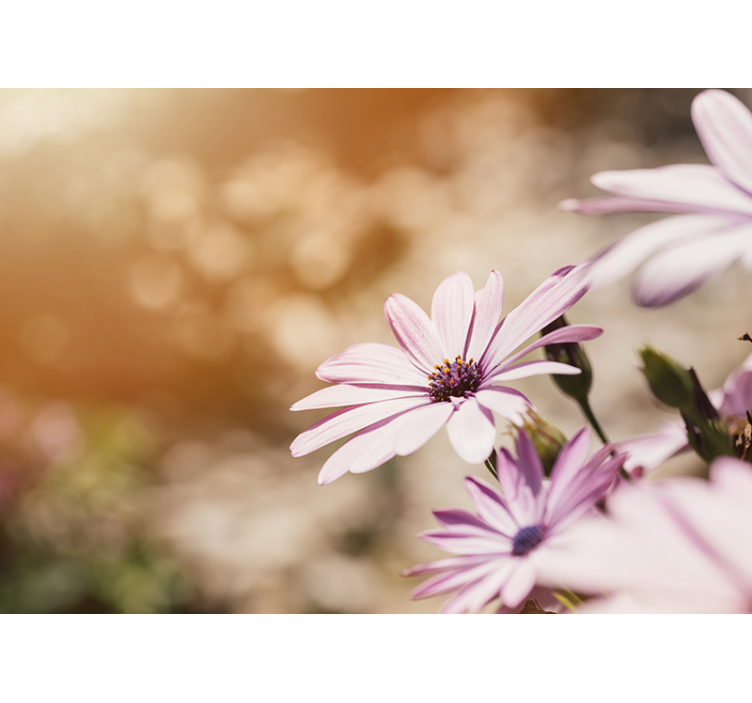 Fotomurale fiori fioritura rosa - TenStickers