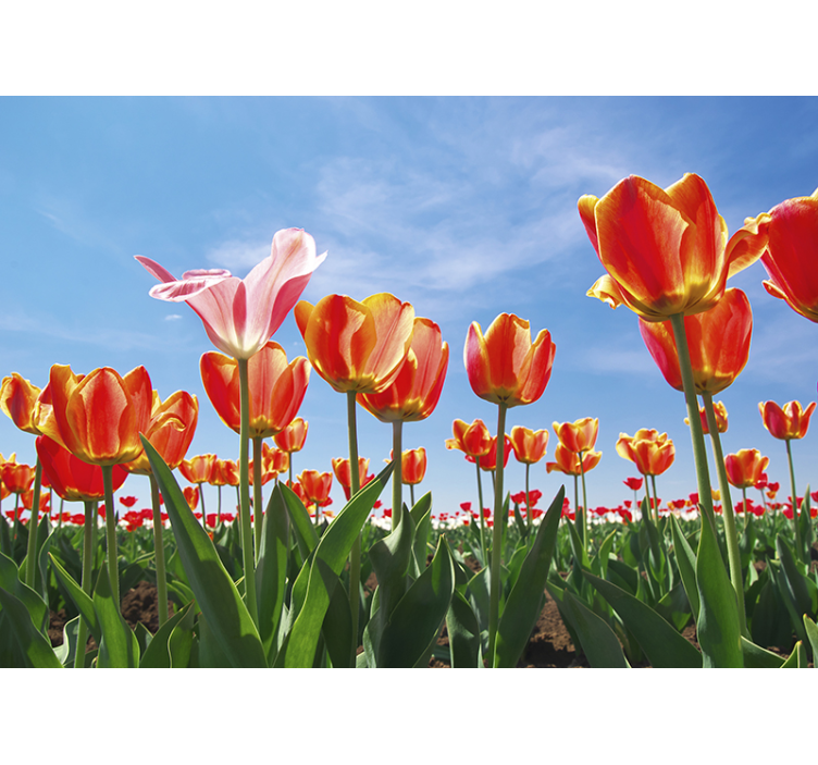 Fotomurale fiori prato di tulipani vivaci - TenStickers