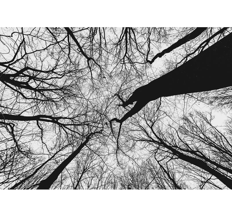 Fotomurale alberi silhouette rami intrecciati - TenStickers