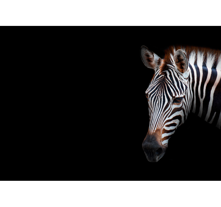 Fotomurale animali ritratto di dettaglio zebra - TenStickers
