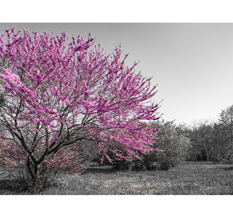 Fotomurale fiori albero di ciliegio - TenStickers