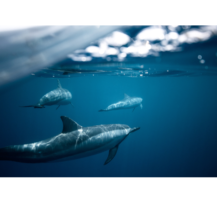 Fotomurale animali scena di delfini che nuotano - TenStickers