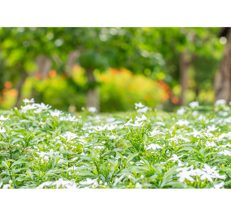 Fotomurale fiori fioriture bianche lussureggianti - TenStickers