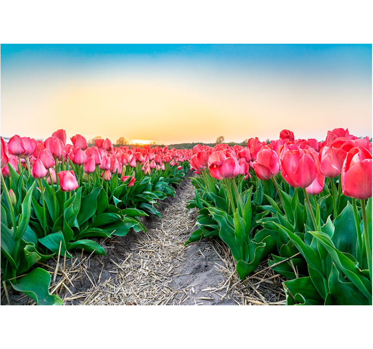 Fotomurale papaveri serenità del campo di tulipani - TenStickers