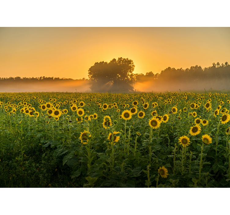 Fotomurale fiori tramonto sul campo di girasoli - TenStickers