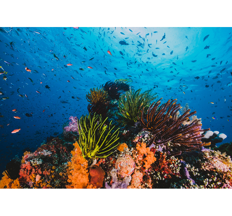 Fotomurale mare paradiso dei coralli sottomarini - TenStickers